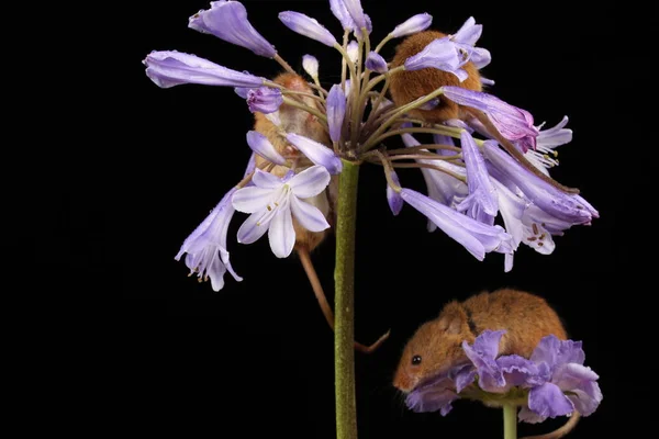 Niedliche Erntemäuse Auf Lila Blume Auf Dunklem Hintergrund — Stockfoto