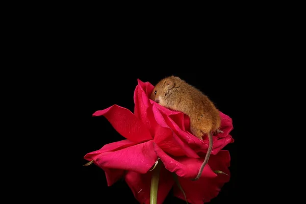 Söt Skörd Mus Röd Ros Blomma Mot Mörk Bakgrund — Stockfoto