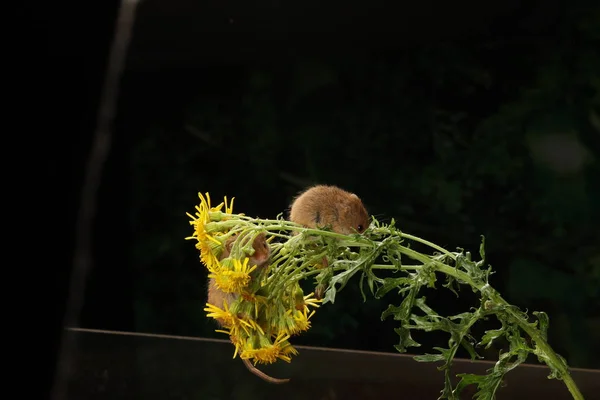 Ratones Cosecha Lindo Sobre Flores Amarillas Sobre Fondo Oscuro —  Fotos de Stock