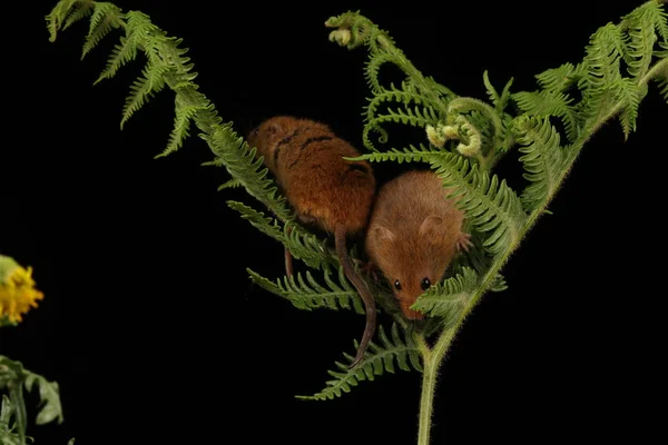 Niedliche Erntemäuse Spielen Farn Auf Dunklem Hintergrund — Stockfoto