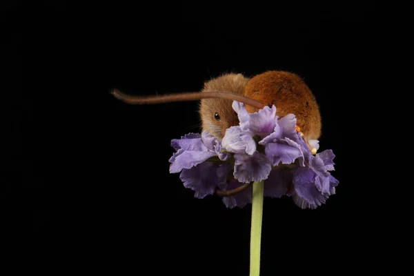 Niedliche Erntemäuse Auf Lila Blume Vor Dunklem Hintergrund — Stockfoto
