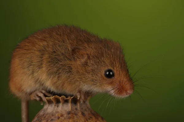 cute harvest mouse on poppy head