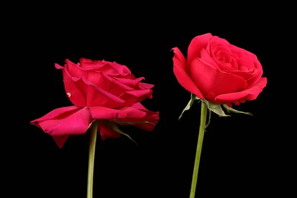 Piękne Świeże Kwiaty Ciemnym Tle Zamknij Widok — Zdjęcie stockowe