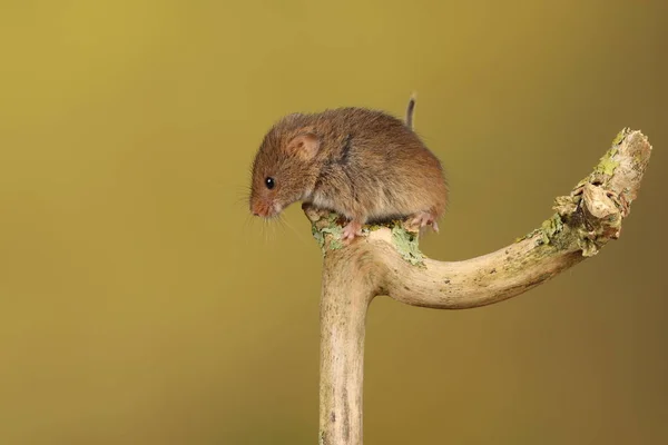 Carino Mouse Raccolto Bastone Legno Contro Sfondo Sfocato — Foto Stock