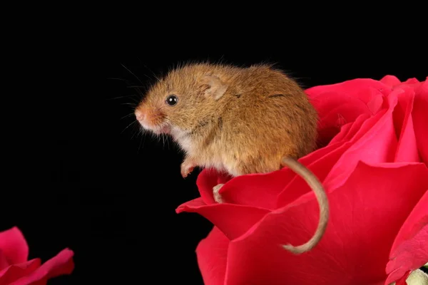 Souris Récolte Mignonne Sur Fleur Rose Rouge Sur Fond Sombre — Photo