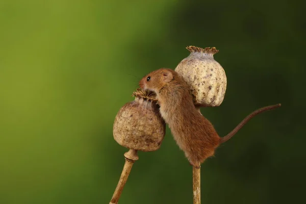 cute harvest mouse on poppy heads