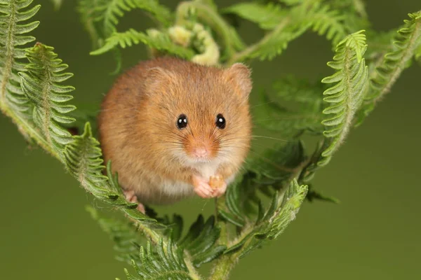 koyu arka planda eğrelti otu oynayan sevimli hasat fare