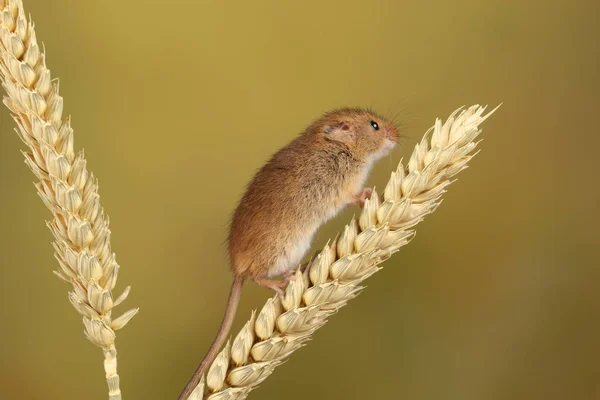 Souris Moisson Mignonne Jouant Sur Oreille Blé Sur Fond Flou — Photo