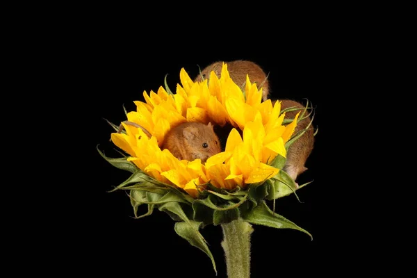 Cute Harvest Mice Playing Yellow Sunflower Dark Background — Stock Photo, Image