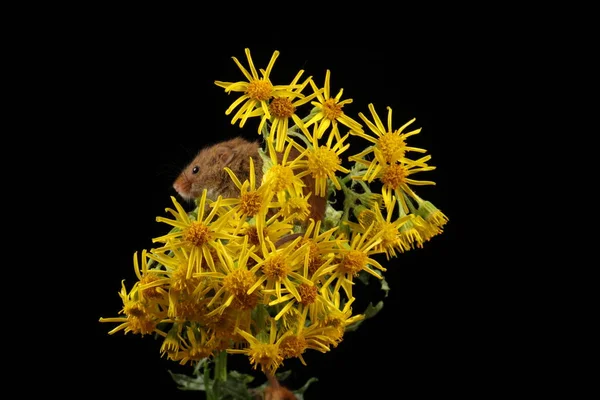 Niedliche Erntemaus Auf Gelben Blüten Vor Dunklem Hintergrund — Stockfoto