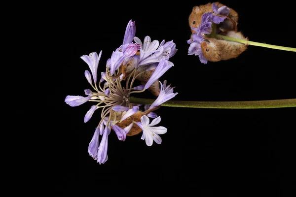 Roztomilá Myš Purpurové Květině Proti Tmavém Pozadí — Stock fotografie