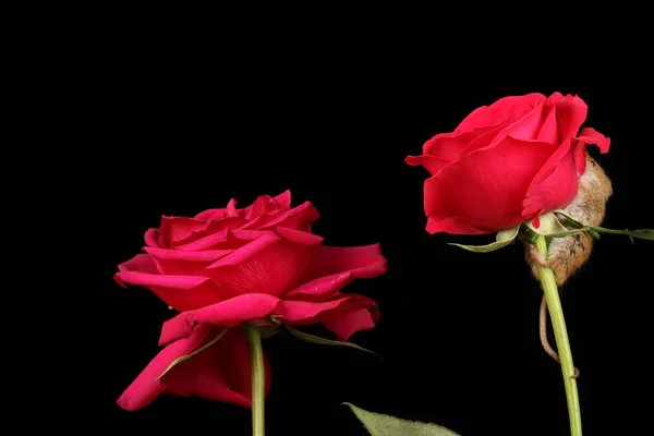 Симпатичная Мышь Красном Цветке Розы Темном Фоне — стоковое фото