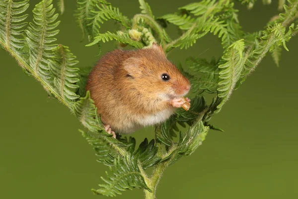 Cute Myszy Żniwa Gra Paproci Ciemnym Tle — Zdjęcie stockowe