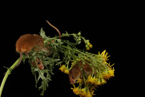 Ratones Cosecha Lindo Sobre Flores Amarillas Sobre Fondo Oscuro —  Fotos de Stock