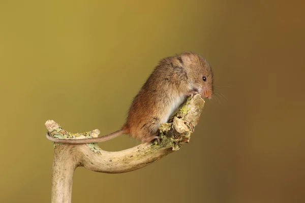 Cute Myszy Żniwa Drewnianym Patyku Przed Niewyraźne Tło — Zdjęcie stockowe