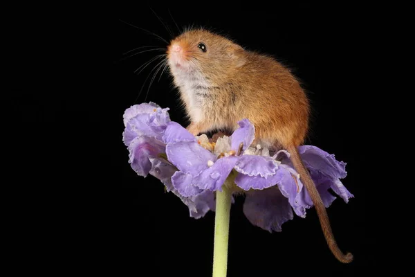 Souris Récolte Mignonne Sur Fleur Violette Sur Fond Sombre — Photo