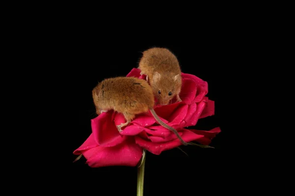 Söta Skörde Möss Röd Ros Blomma Mot Mörk Bakgrund — Stockfoto