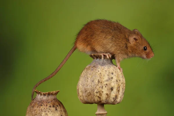 cute harvest mouse on poppy heads