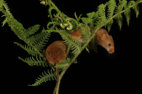 可爱的收获小鼠在黑暗的背景上玩的植物 — 图库照片