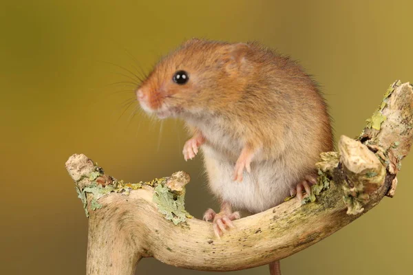 Cute Harvest Mouse Wooden Stick Blurred Background — Stock Photo, Image