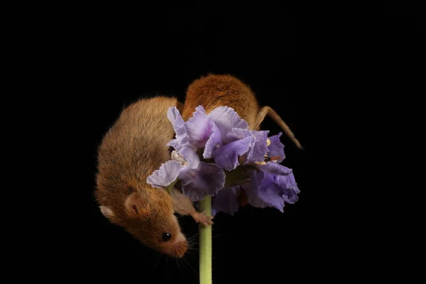 暗い背景に紫の花にかわいい収穫マウス — ストック写真