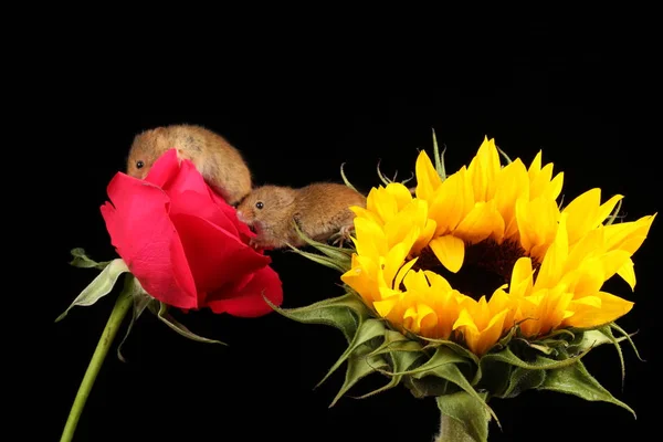 Souris Récolte Mignonnes Sur Rose Rouge Tournesol Sur Fond Sombre — Photo