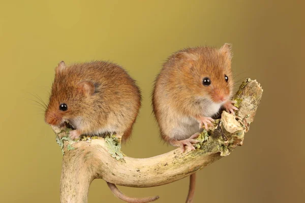 Niedliche Erntemäuse Auf Holzstab Vor Verschwommenem Hintergrund — Stockfoto