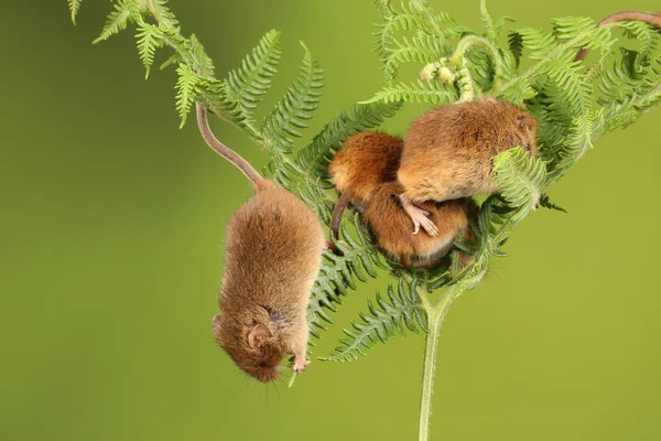koyu arka planda eğrelti otu oynayan sevimli hasat fareler 
