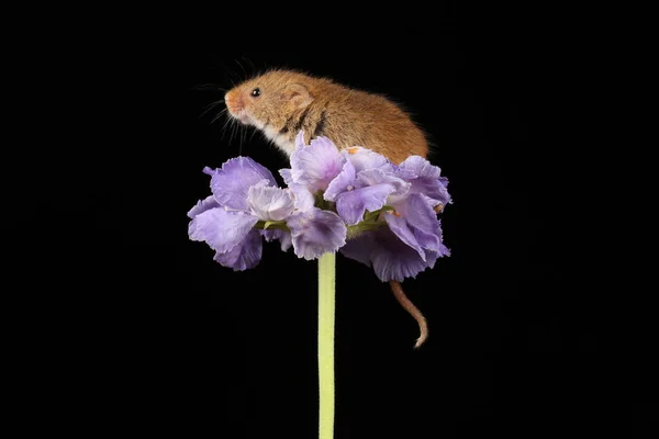 cute harvest mouse on purple flower against dark background