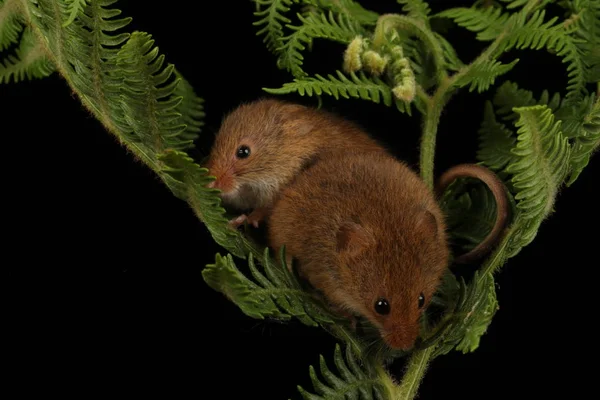 koyu arka planda eğrelti otu oynayan sevimli hasat fareler