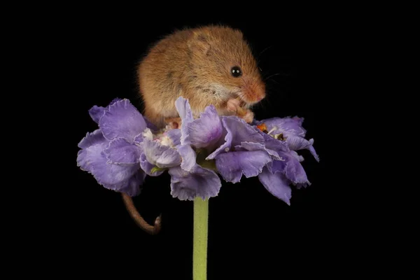 Souris Récolte Mignonne Sur Fleur Violette Sur Fond Sombre — Photo