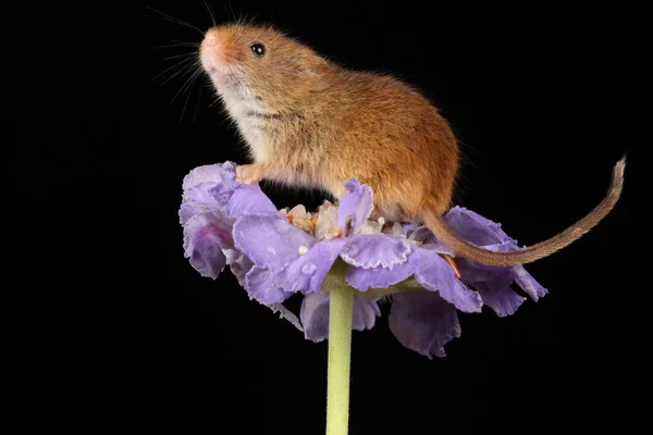 Cute Myszy Żniwa Purpurowy Kwiat Przed Ciemnym Tle — Zdjęcie stockowe