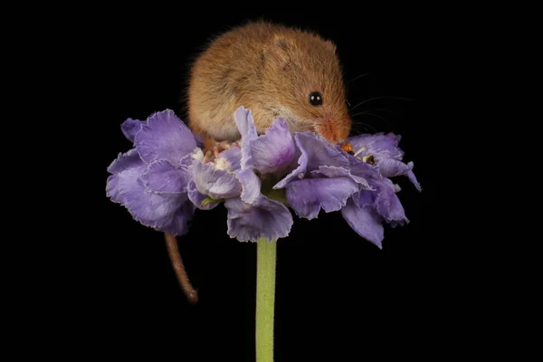 Souris Récolte Mignonne Sur Fleur Violette Sur Fond Sombre — Photo
