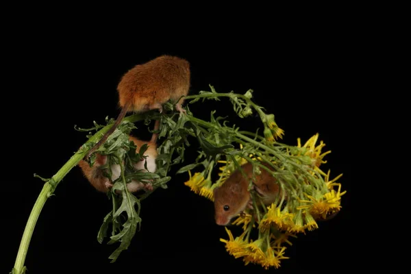 Schattig Oogst Muizen Gele Bloemen Tegen Donkere Achtergrond — Stockfoto