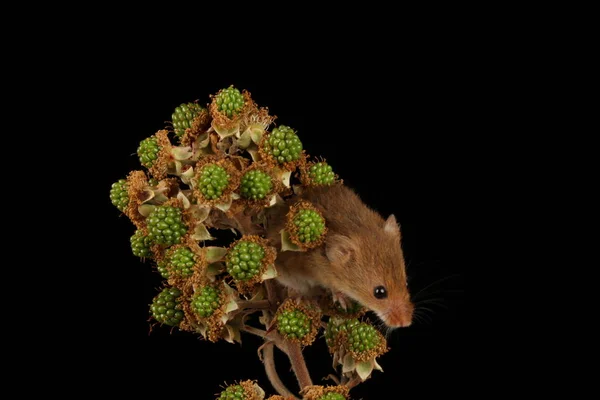 Cute Harvest Mouse Blackberry Branch Blurred Background — Stock Photo, Image