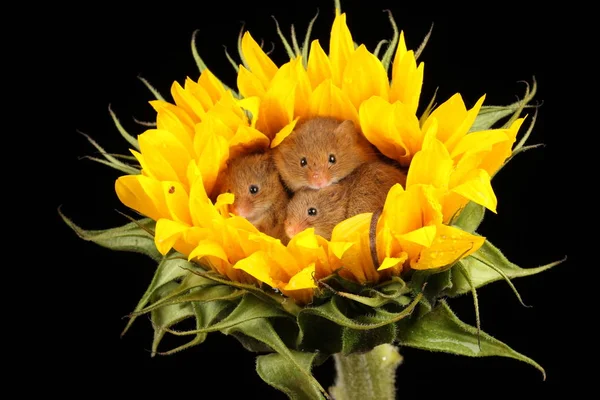 Cute Harvest Mice Playing Yellow Sunflower Dark Background — Stock Photo, Image