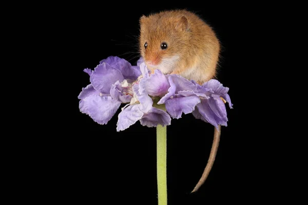 Милый Урожай Мышь Фиолетовый Цветок Темном Фоне — стоковое фото