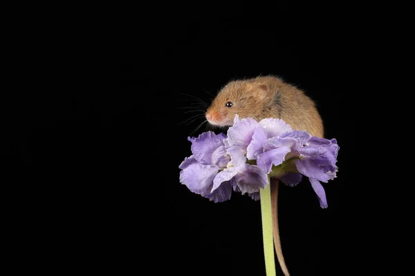 Lindo Ratón Cosecha Flor Púrpura Sobre Fondo Oscuro —  Fotos de Stock