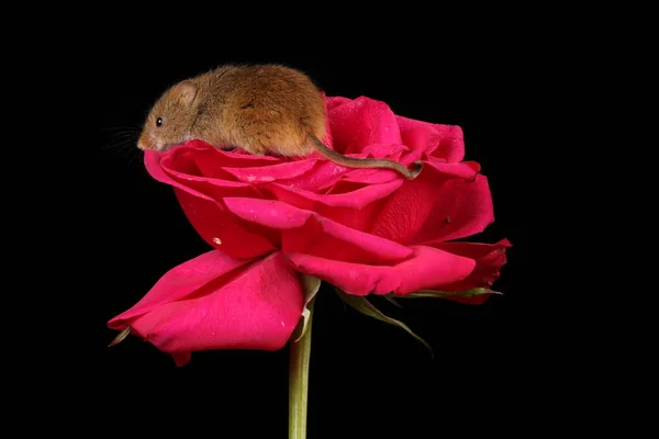 暗い背景に赤いバラの花にかわいい収穫マウス — ストック写真