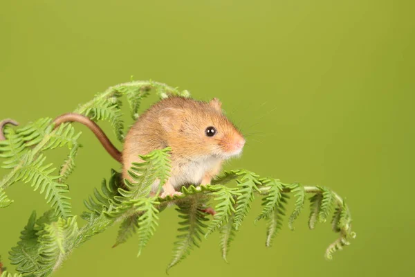 Cute Myszy Żniwa Gra Paproci Ciemnym Tle — Zdjęcie stockowe