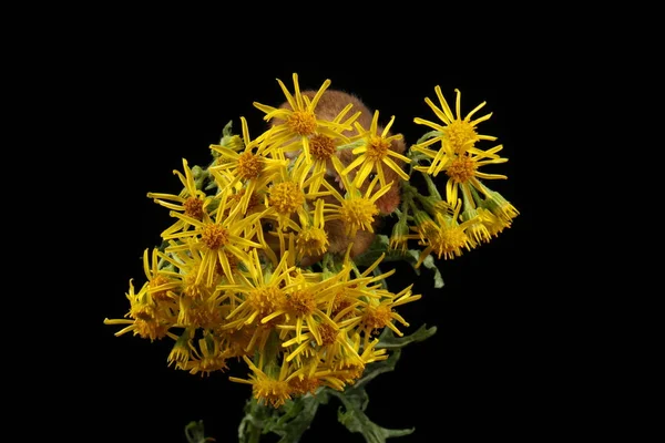 Lindo Ratón Cosecha Flores Amarillas Sobre Fondo Oscuro —  Fotos de Stock
