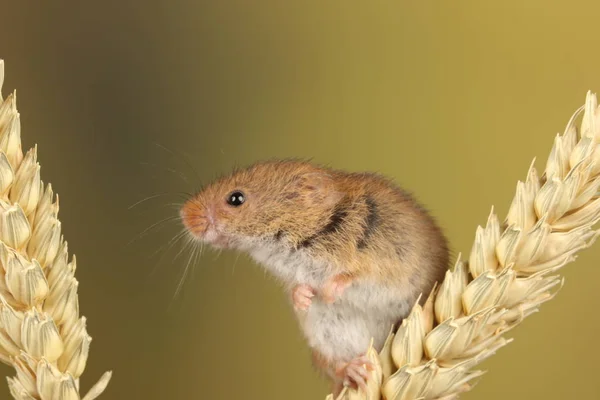 Cute Harvest Mouse Playing Ear Wheat Blurred Background — Stock Photo, Image