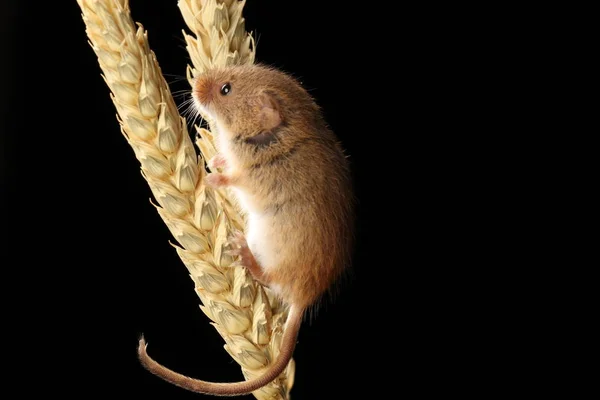 ぼやけた背景に対して小麦の耳で遊ぶかわいい収穫マウス ストックフォト
