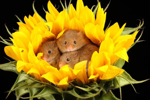 Souris Récolte Mignonnes Jouant Sur Tournesol Jaune Sur Fond Sombre Images De Stock Libres De Droits