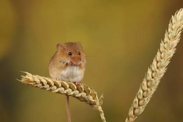 ぼやけた背景に対して小麦の耳で遊ぶかわいい収穫マウス ストック画像