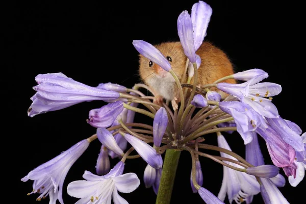 Carino Mouse Raccolto Sul Fiore Viola Contro Sfondo Scuro Foto Stock Royalty Free