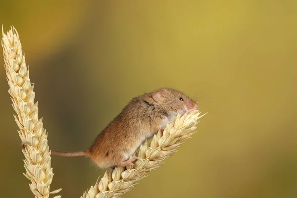 Souris Moisson Mignonne Jouant Sur Oreille Blé Sur Fond Flou Photos De Stock Libres De Droits