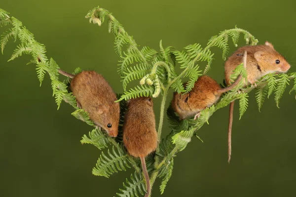 Souris Moisson Mignonne Jouant Dans Fougère Sur Fond Sombre Images De Stock Libres De Droits