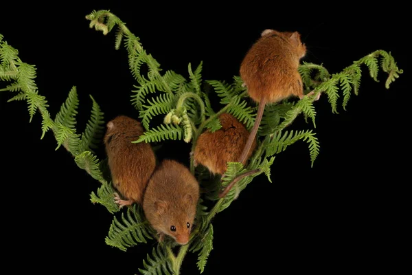 Aranyos Betakarítás Egerek Játszó Páfrány Sötét Háttér Jogdíjmentes Stock Képek