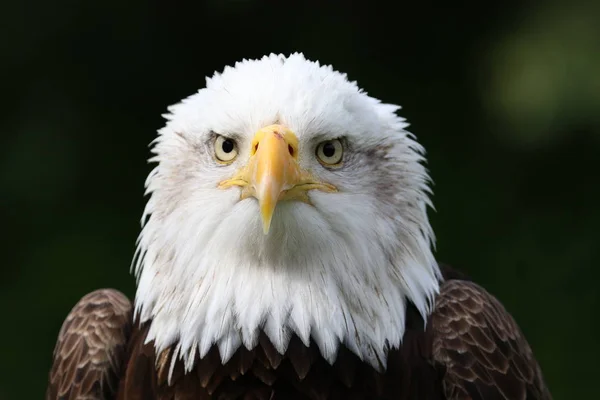 Schöner Weißer Adlerkopf Nahaufnahme Stockfoto